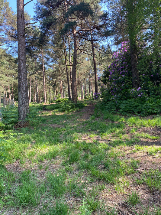 Why not try our shaded woodland in this hot weather!