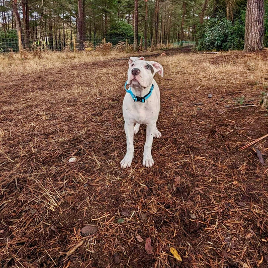 Embracing XL Bully Breeds at The Woodland Dog Park - Bransgore